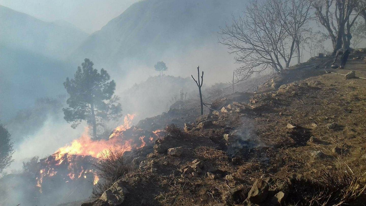 Fire in Forest