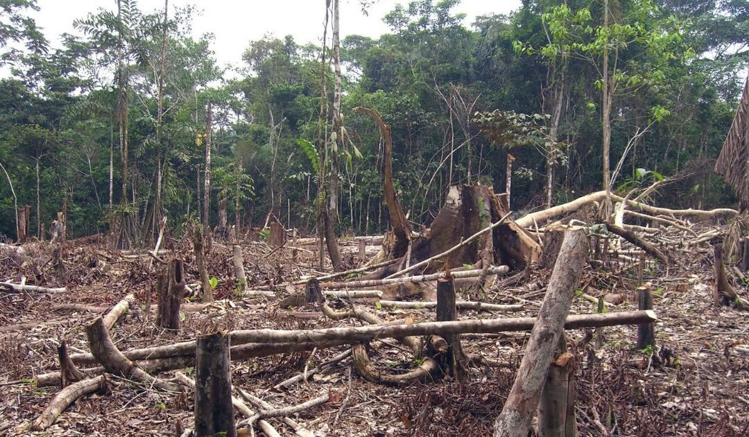 Environmental Crime — Prosecuting Illegal Deforestation and Pollution