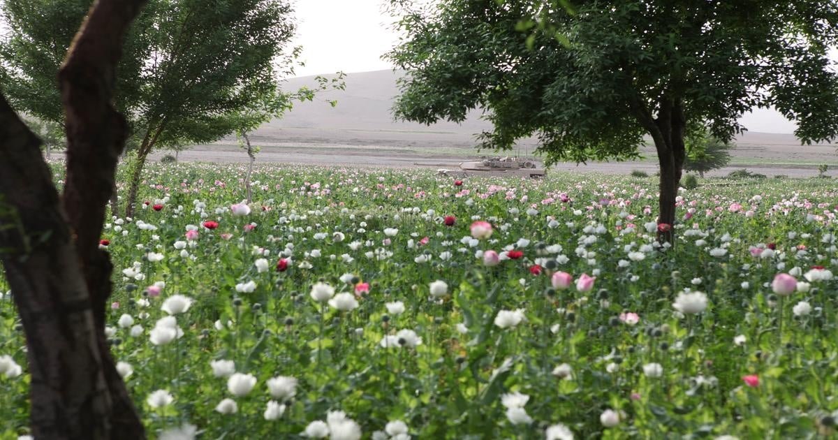opium crop
