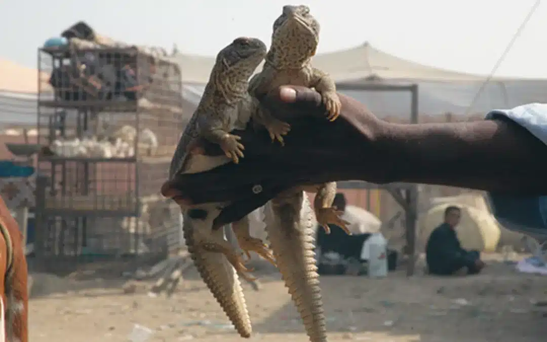 Wildlife trafficking and Private Militias and Insurgents in Balochistan: The Unlikely Connection