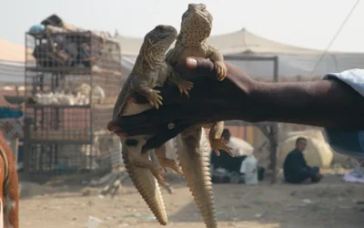 Wildlife trafficking and Private Militias and Insurgents in Balochistan: The Unlikely Connection