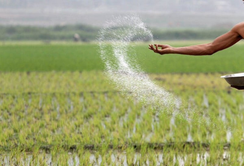 Farmer sowing rice 