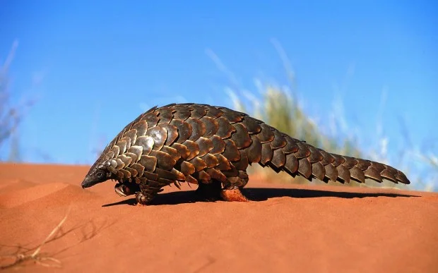 Pangolins are poached in widely in Pakistan to be illegally smuggled to various countries in Asia for consumption purpose