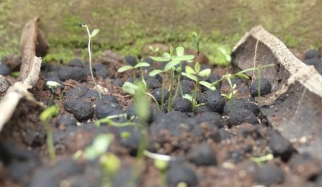 PTC and CDA Launch “Seed Ball Campaign” for Greener Margalla Hills