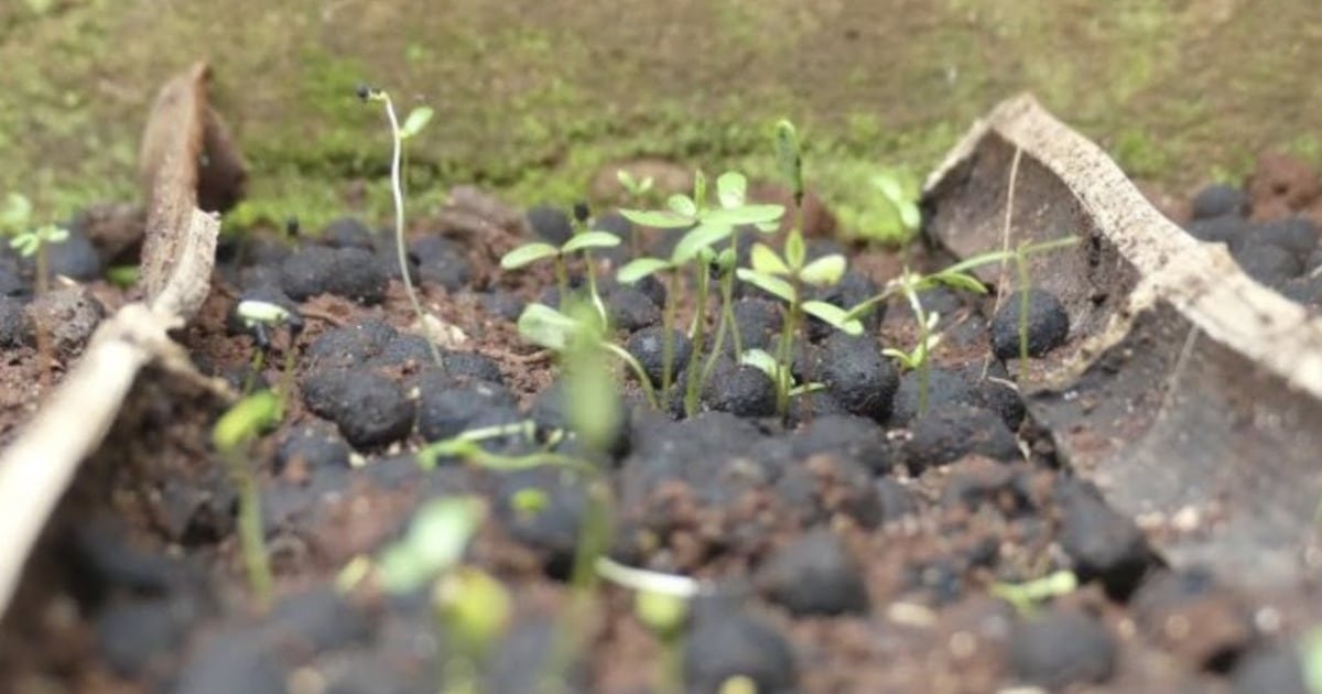 seed balls are the new ally in kenya
