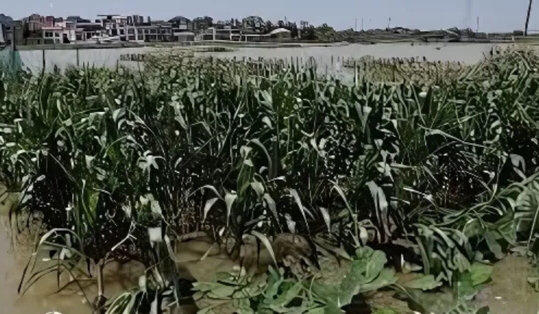Billions Lost as Floods Devastate Crops: PBF Calls for Agri-Emergency