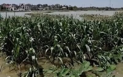 Billions Lost as Floods Devastate Crops: PBF Calls for Agri-Emergency