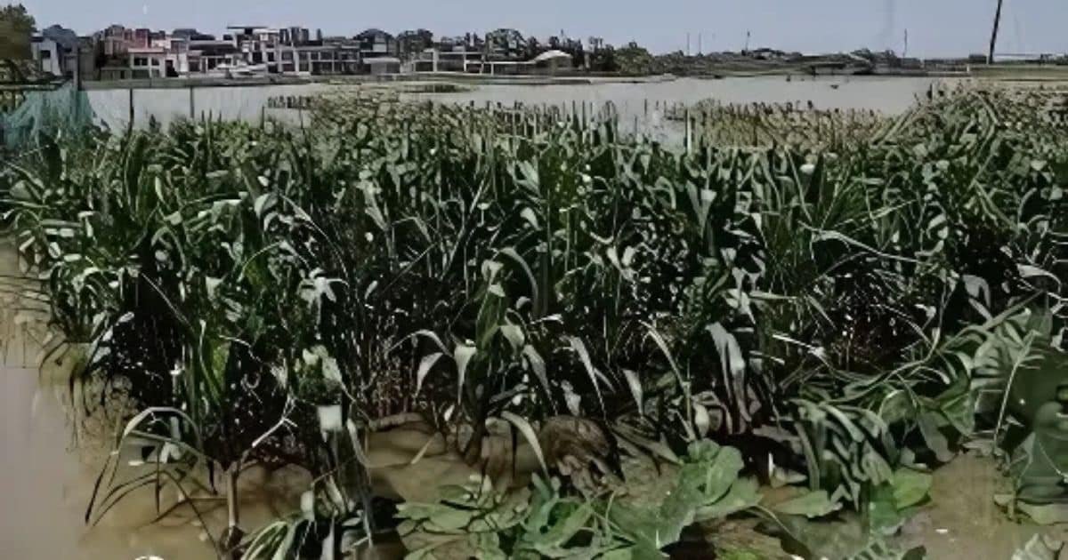 Billions Lost as Floods Devastate Crops- PBF Calls for Agri-Emergency