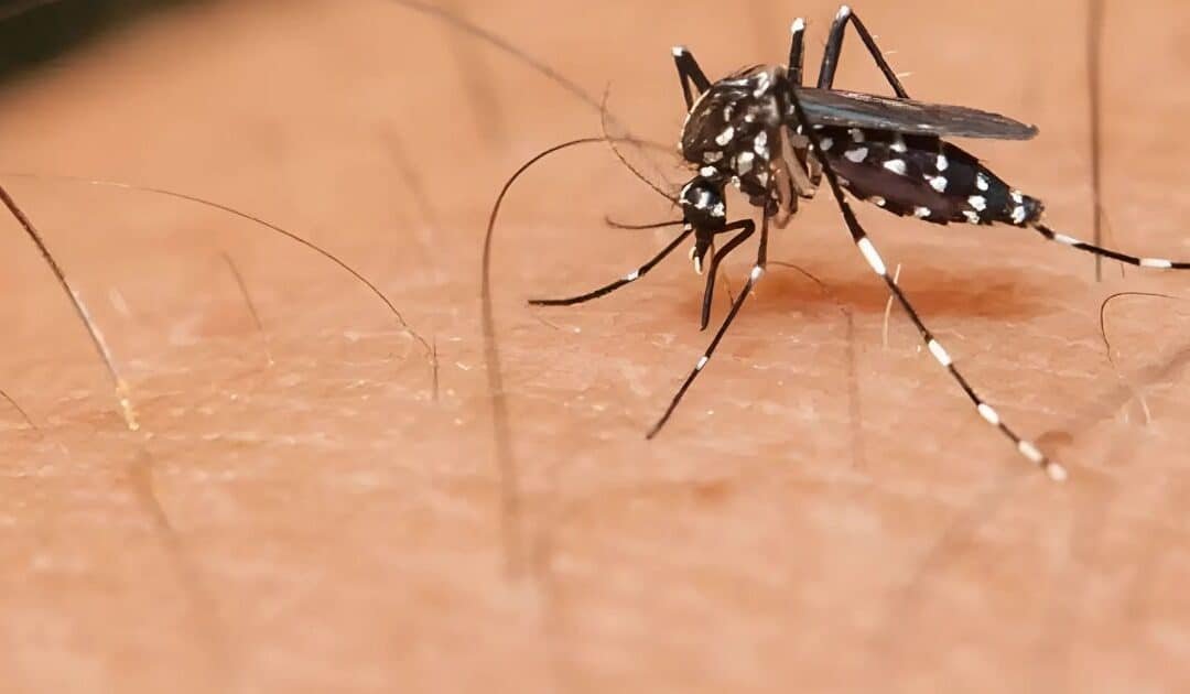 Dengue Cases Rise in Islamabad and Rawalpindi