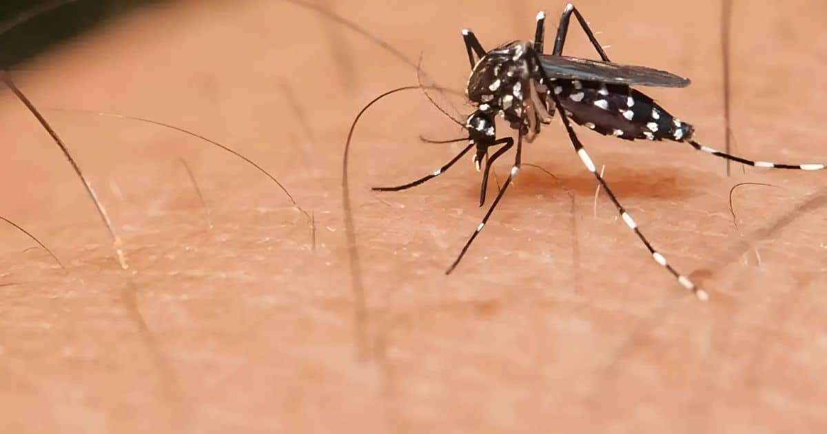 Dengue