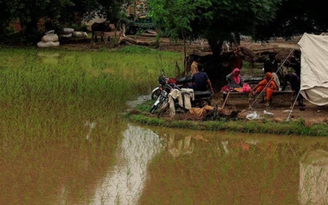 Floods Devastate 1.3mn Acres of Farmland in Punjab, PBF Warns of Food Crisis