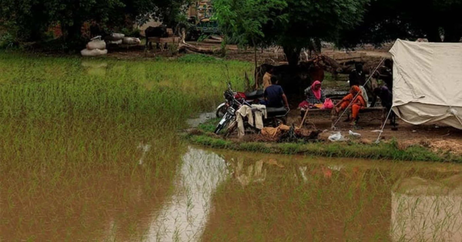 Floods Devastate 1.3mn Acres of Farmland in Punjab, PBF Warns of Food Crisis
