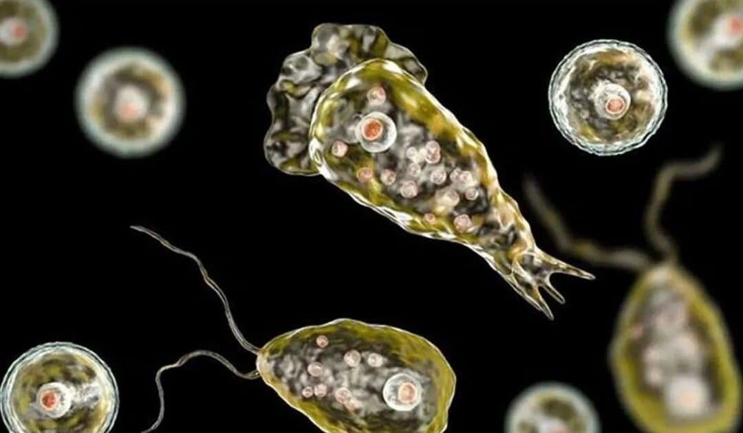 Karachi Records Fifth Death from Brain-Eating Amoeba This Year