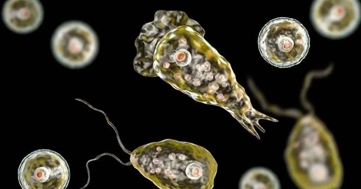 Karachi Records Fifth Death from Brain-Eating Amoeba This Year