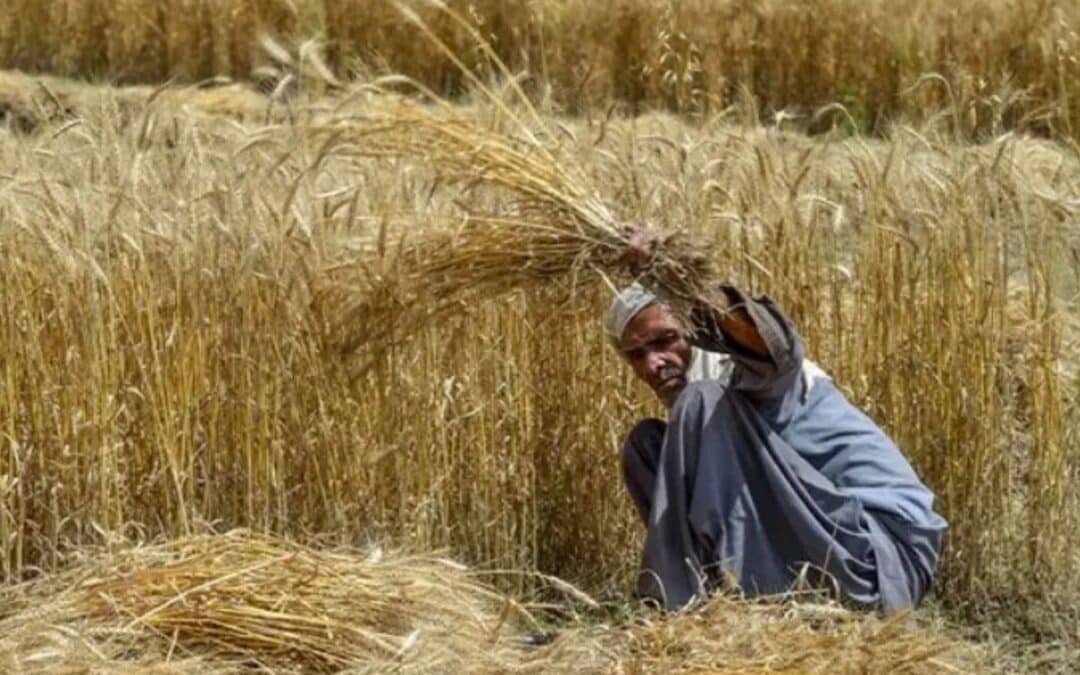 PPP Seeks Clarity on Wheat Procurement After Passco Winding-Up