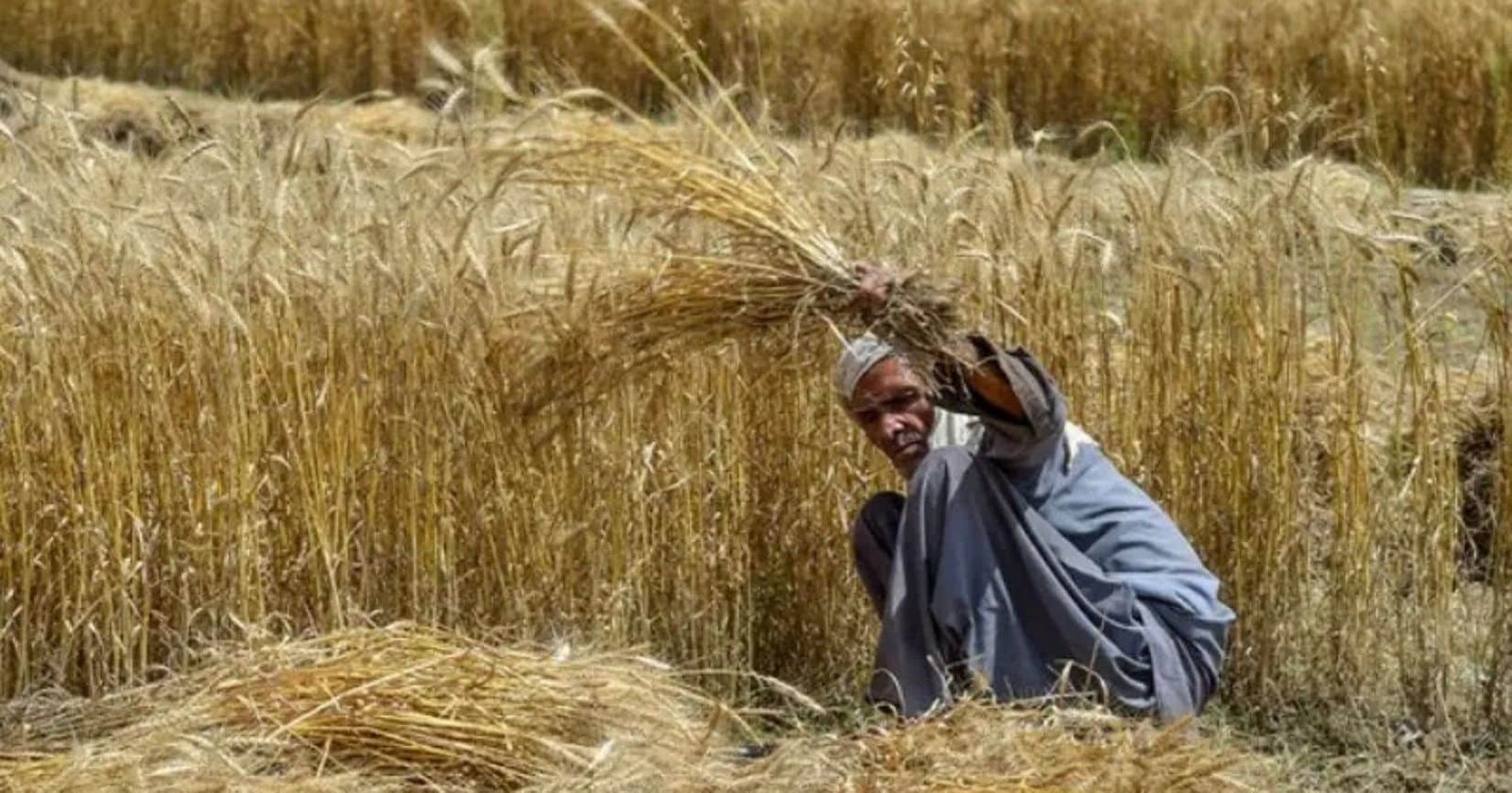 PPP Seeks Clarity on Wheat Procurement After Passco Winding-Up