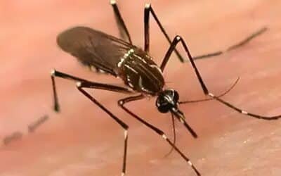 Man’s Death Takes Dengue Toll in Sindh to 27; Over 1,000 New Cases Reported