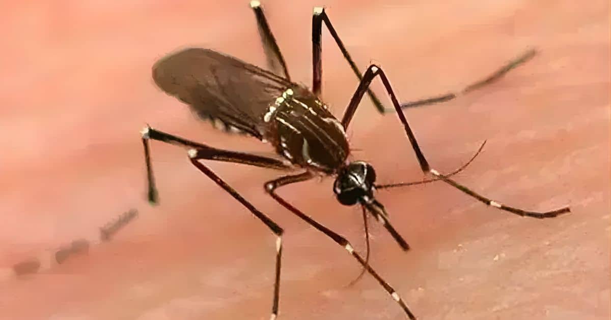 Man’s Death Takes Dengue Toll in Sindh to 27; Over 1,000 New Cases Reported