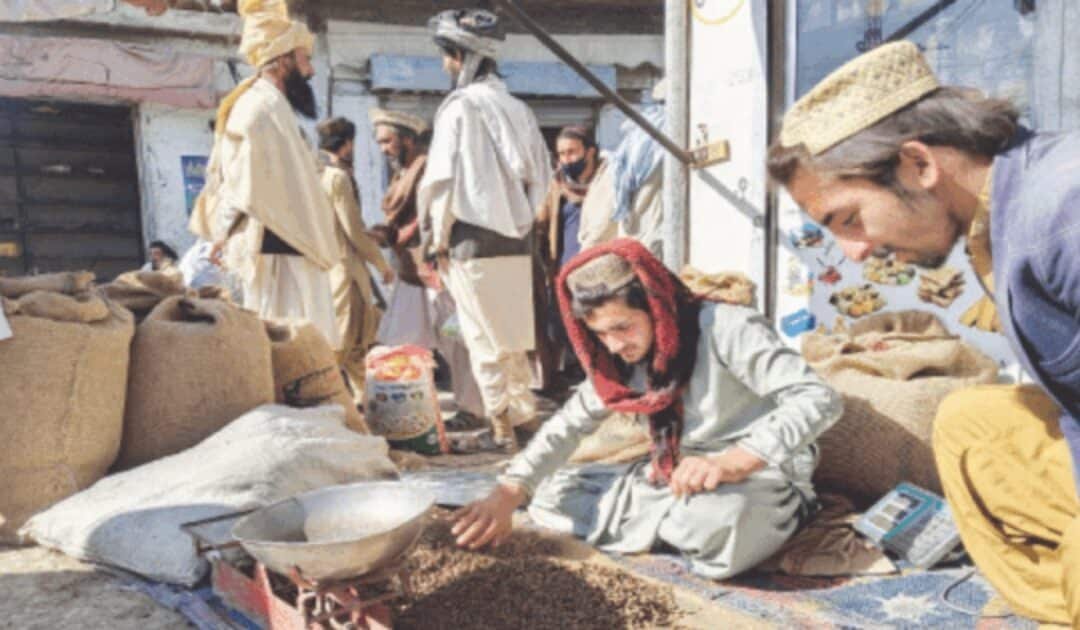 Pine Nut Prices Plunge in South Waziristan, Traders Blame Oversupply, Weak Demand and Official Harassment