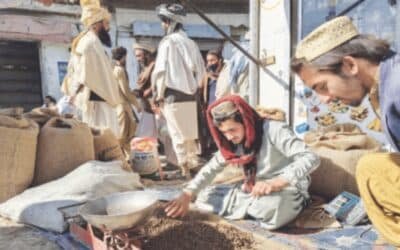 Pine Nut Prices Plunge in South Waziristan, Traders Blame Oversupply, Weak Demand and Official Harassment