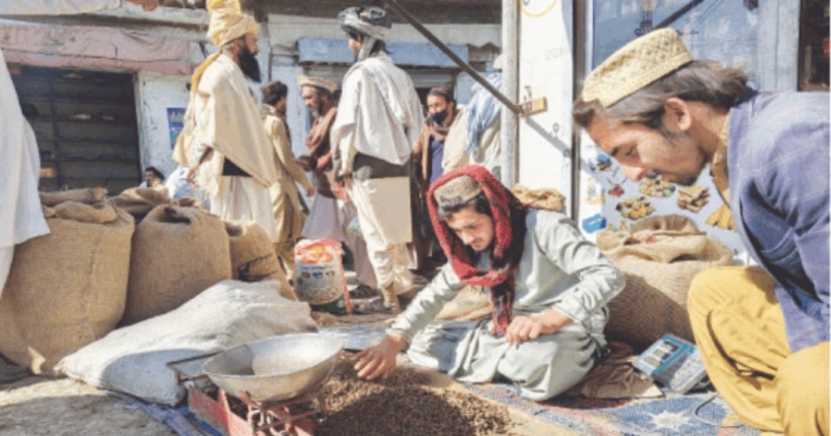 Pine Nut Prices Plunge in South Waziristan, Traders Blame Oversupply, Weak Demand and Official Harassment