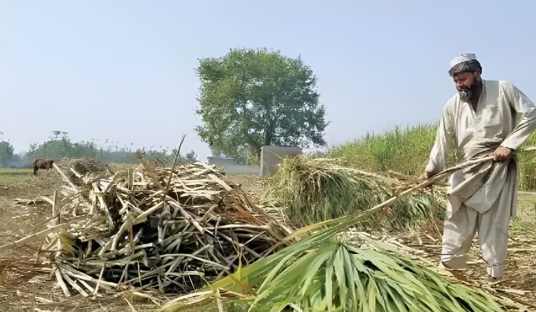 Sindh Farmers Face Another Sugarcane Crisis Amid Delays, IMF Conditions and Power Dynamics