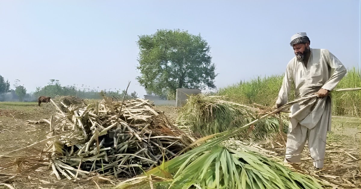 Sindh Farmers Face Another Sugarcane Crisis Amid Delays, IMF Conditions and Power Dynamics Sindh Farmers Face Another Sugarcane Crisis Amid Delays, IMF Conditions and Power Dynamics