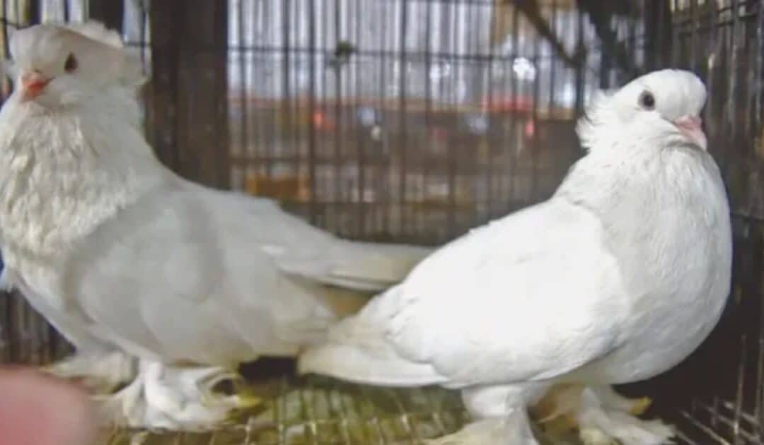 Traders Decry Demolition of Lahore’s Bhati Bird Market, Claim Massive Losses