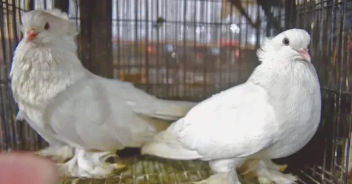 Traders Decry Demolition of Lahore’s Bhati Bird Market, Claim Massive Losses Traders Decry Demolition of Lahore’s Bhati Bird Market, Claim Massive Losses