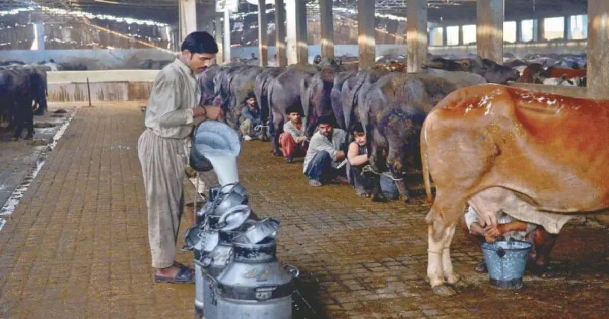 All Milk Samples in Karachi Declared Unfit for Consumption, SHC Told