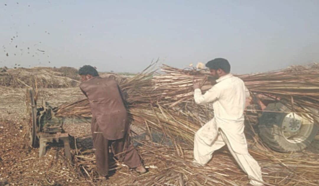 Concerns Grow Over Riverine Vegetation Cutting by Brick Kilns in Dera Ghazi Khan