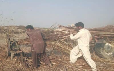 Concerns Grow Over Riverine Vegetation Cutting by Brick Kilns in Dera Ghazi Khan