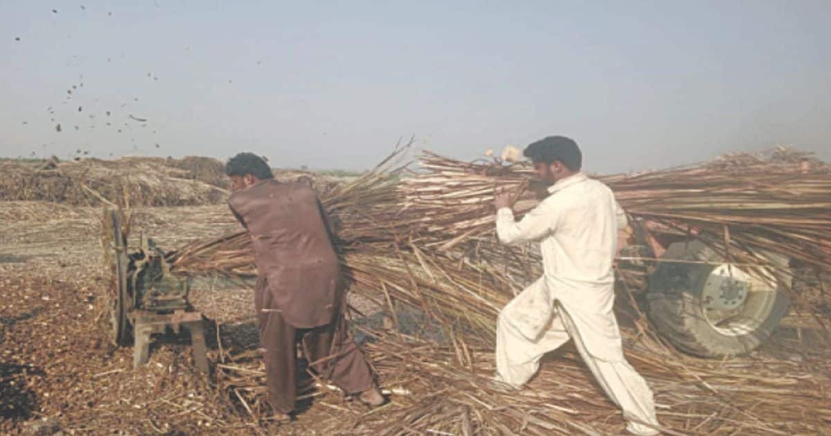Concerns Grow Over Riverine Vegetation Cutting by Brick Kilns in Dera Ghazi Khan