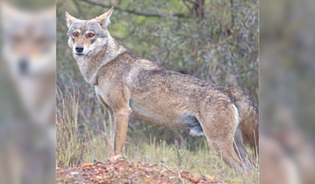Conflict with Humans Threatens Survival of Endangered Wolves in Sulaiman Range