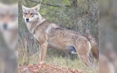 Conflict with Humans Threatens Survival of Endangered Wolves in Sulaiman Range
