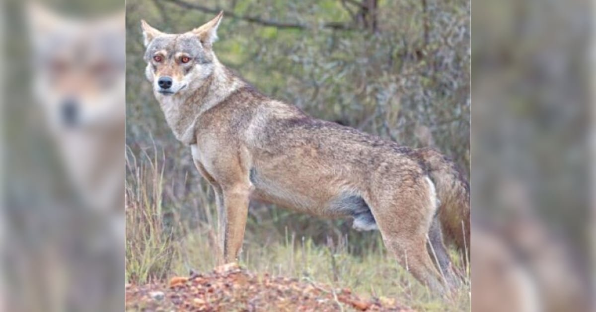 Conflict with Humans Threatens Survival of Endangered Wolves in Sulaiman Range