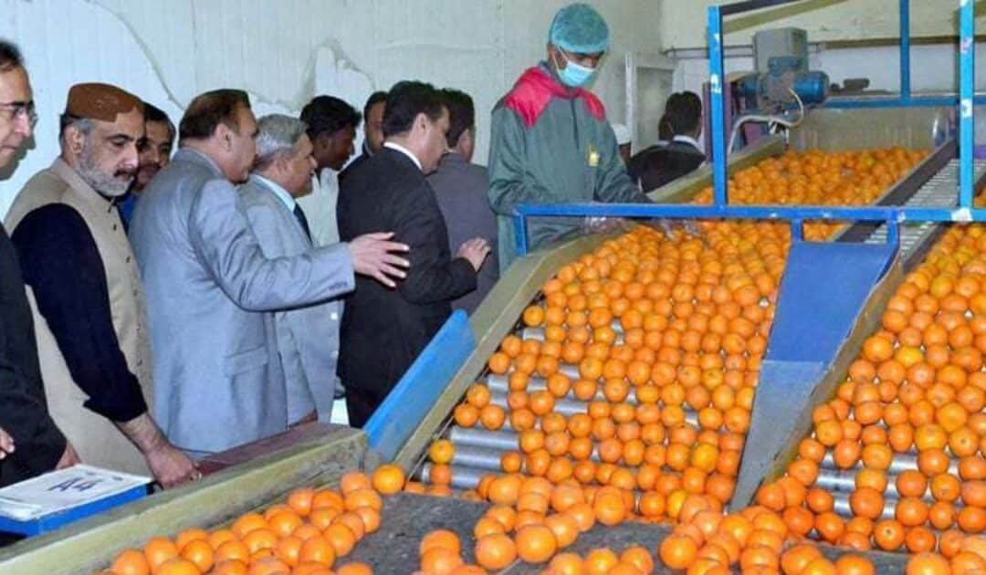 Fruit, Vegetable Exporters Set $2bn Target for Next Three Years