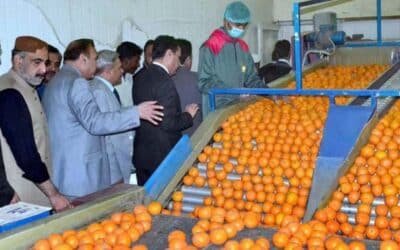 Fruit, Vegetable Exporters Set $2bn Target for Next Three Years