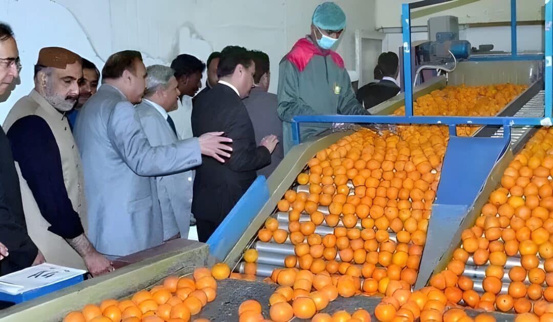 Kinno exports kick off with 6,000 tonnes shipped so far