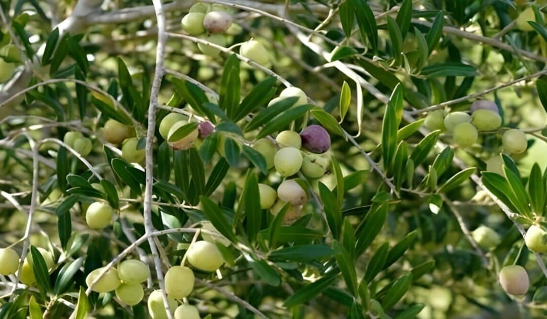 Pakistan Likely to Join International Olive Council, Says Minister