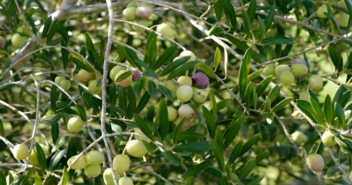 Pakistan Likely to Join International Olive Council, Says Minister