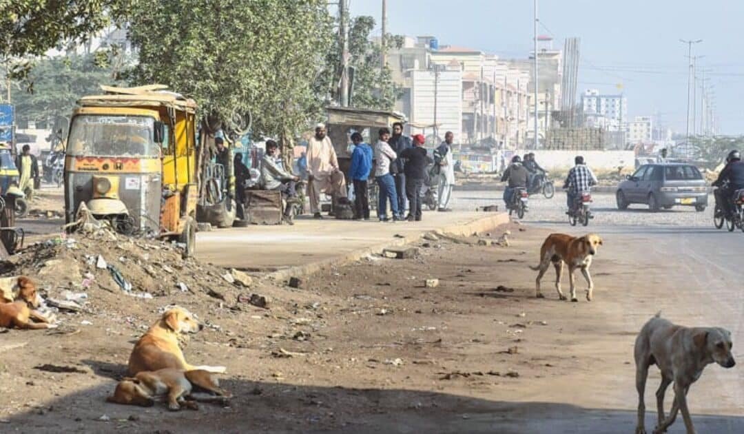 Sindh Records 22 Rabies Deaths Amid Rising Dog-Bite Cases