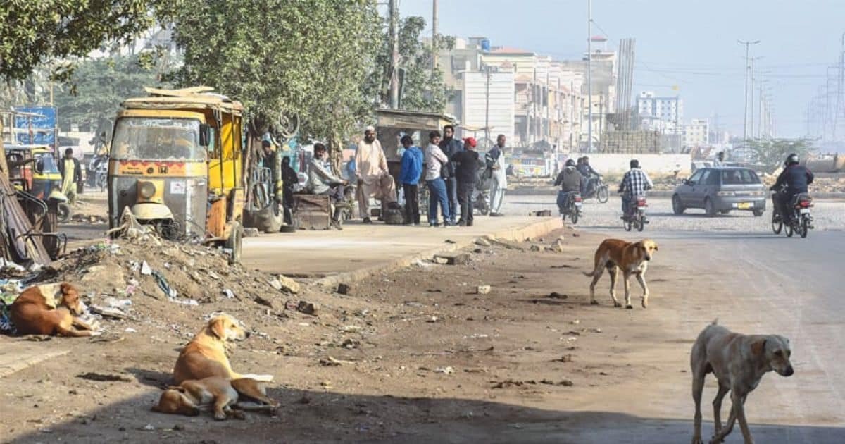 Sindh Records 22 Rabies Deaths Amid Rising Dog-Bite Cases