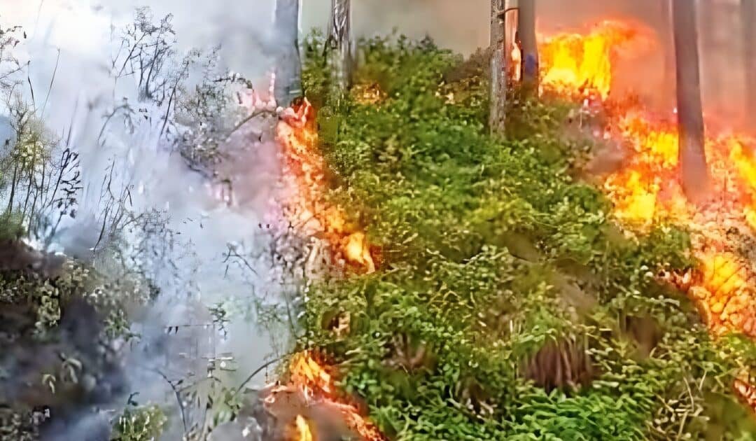 AJK Minister Issues Strict Warning to Forest Fire Offenders, Calls for Public Support