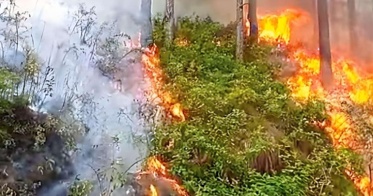 AJK Minister Issues Strict Warning to Forest Fire Offenders, Calls for Public Support