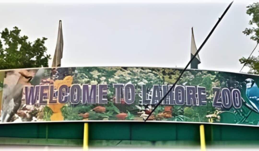 After-Dark Adventures: Lahore Zoo Announces Night Openings