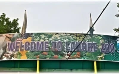 After-Dark Adventures: Lahore Zoo Announces Night Openings
