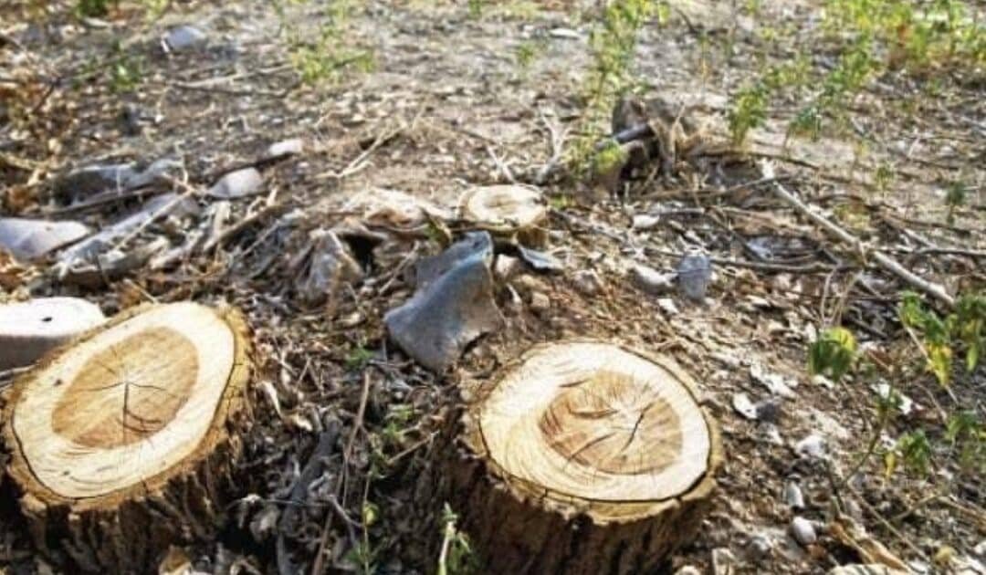 CDA Cracks Down on Developers for Illegal Tree Cutting in Islamabad