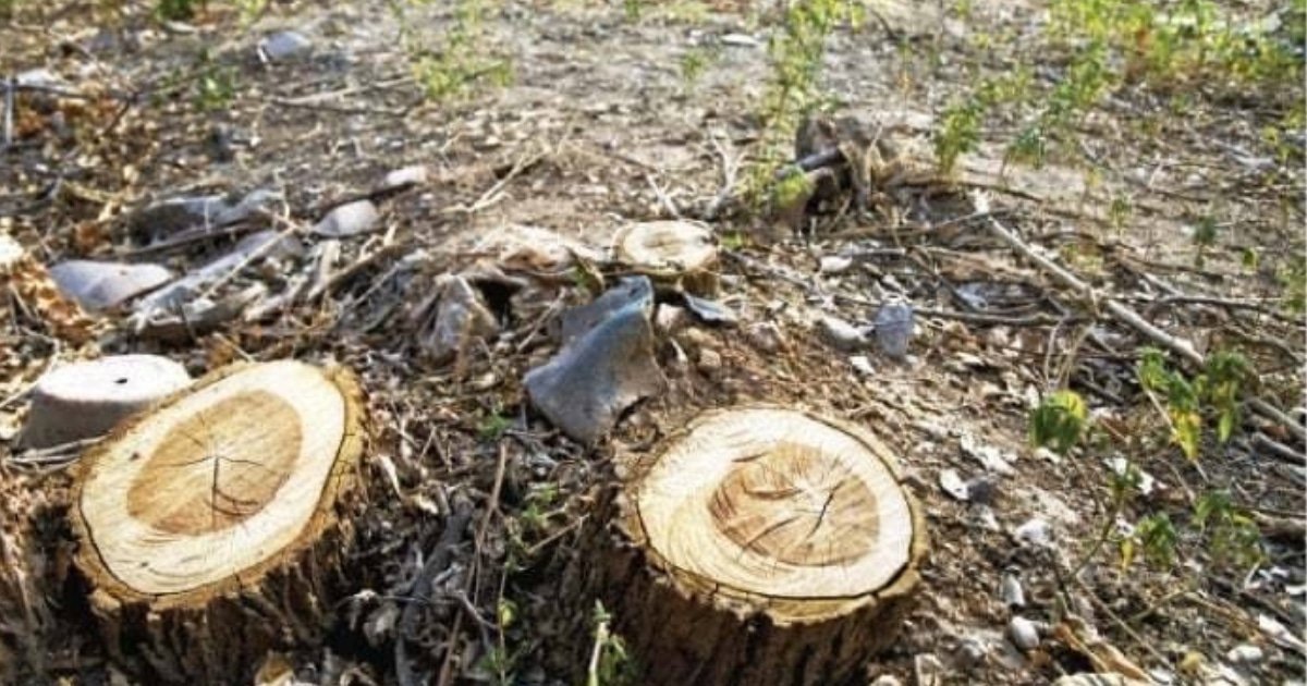 CDA Cracks Down on Developers for Illegal Tree Cutting in Islamabad