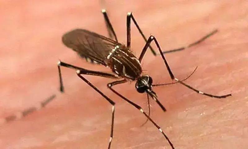 Dengue and Malaria Claim Over 100 Lives in Sindh, Hospitals Say